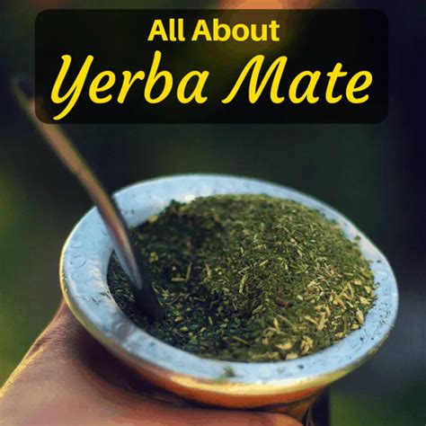 Introducing Yerba Mate to Your Pet's Diet: Dos and Don'ts